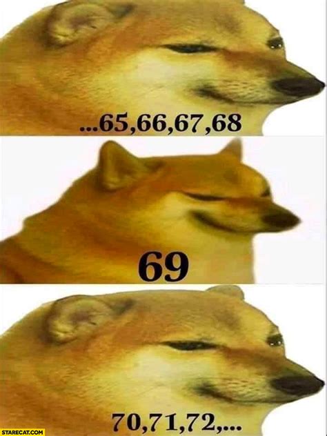 Sad dog counting 69 funny number meme | StareCat.com