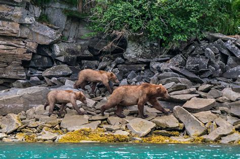 The Best Bear Viewing Experiences In Alaskas Katmai