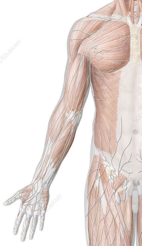 Principal Lymph Of Arm Illustration Stock Image C0391801