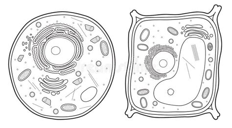 Animal Cell Coloring Sheet