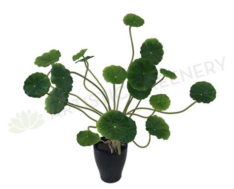 Gardening shows, plant fairs and gardening clubs, all the information you need in one online resource. SP0298 Artificial Chinese Money Plant / Pilea peperomioides / Pancake Plant Perth Australia ...