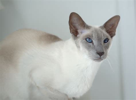 Beautiful, theatrical and occasionally melodramatic, they seem to sense that they're somehow special and (even more than other members of the breed) like getting their own. lilac point siamese cat qmqox8gp — imgbb.com