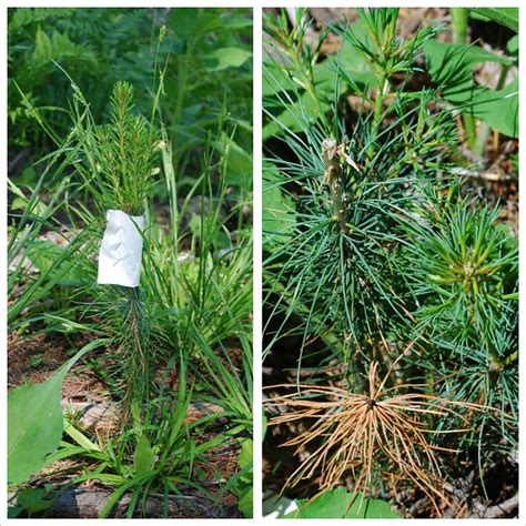 White Pine Seedling Photos Budcapped And Browsed Side By Side