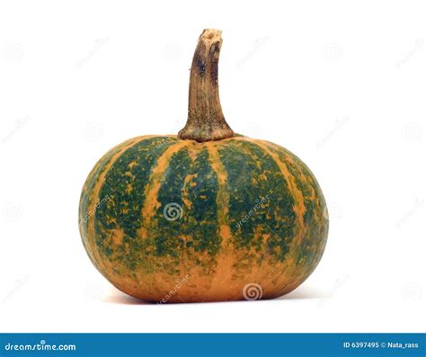 Ripe Pumpkin With Stalk Stock Image Image Of Long Gourd 6397495