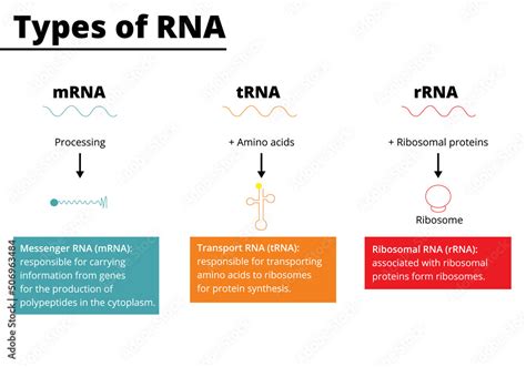 Vettoriale Stock Types Of RNA Messenger RNA MRNA Transport RNA