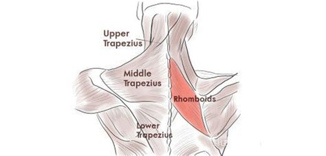 Your right shoulder blade, your left shoulder blade, or both? Sharp Upper Back Pain Between the Shoulder Blades: Causes ...