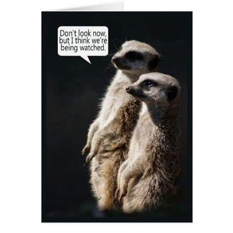 Fun Birthday Card With Meerkats Humour Zazzle