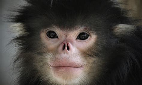 New Protected Area Raises Hopes For Critically Endangered Monkey