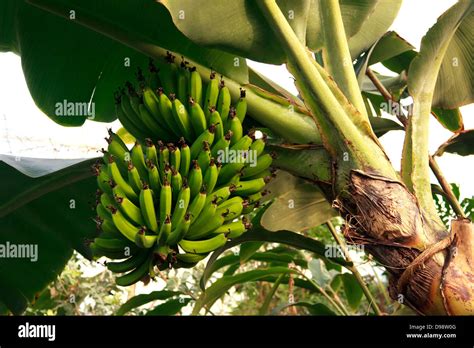 A Big Bunch Of Raw Bananas Hanging Of The Banana Tree Stock Photo Alamy