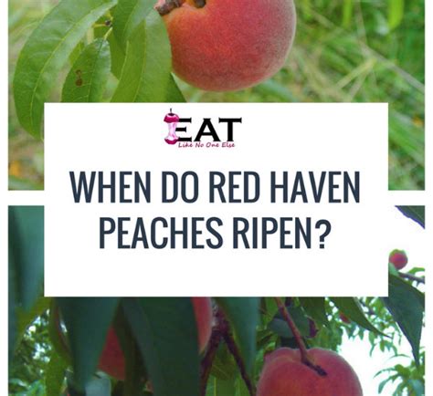 When Do Red Haven Peaches Ripen In Eat Like No One Else