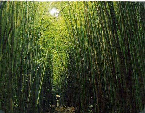 Bamboo Forest Scenic Bamboo Forest Places To See