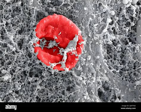 Scanning Electron Microscope Color Cells