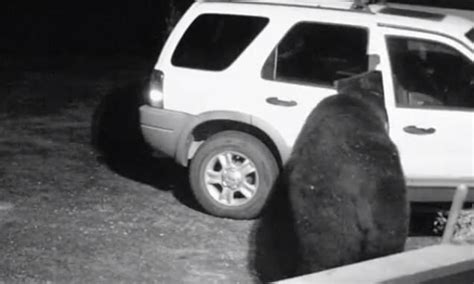 Burglar Bear Casually Opens A Car Door And Looks Inside As It Goes On A