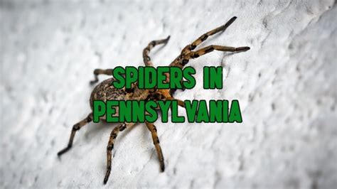 60 Common Spiders In Pennsylvania Pictures And Identification