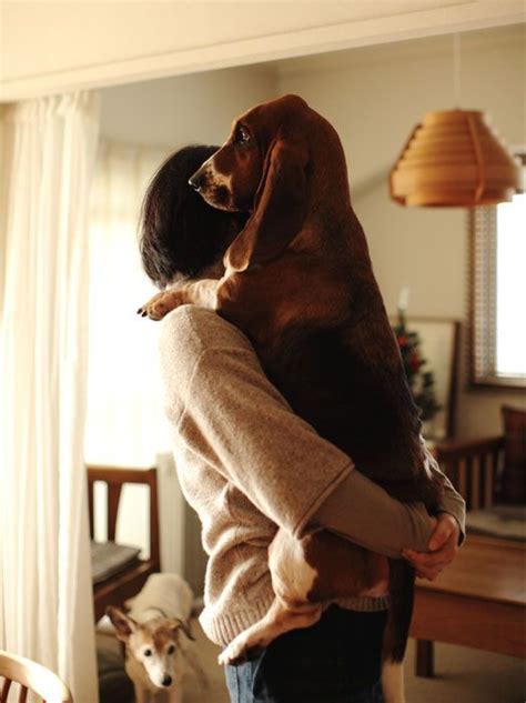 12 Signs You Are A Crazy Basset Hound Person Page 2 Of 5 The Paws