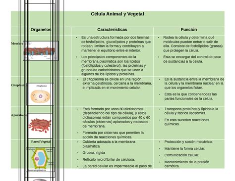 Cuadro Comparativo Entre Celula Animal Y Vegetal Diferencias Y Reverasite