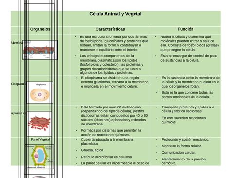 Resultado De Imagen Para Cuadro Comparativo Entre Celula Animal Y