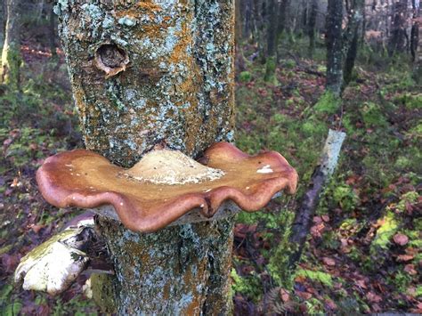 1 Identify Birch Polypore Mushrooms Totally Wild Uk