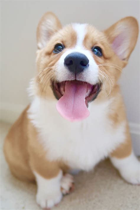 Such A Happy Puppy Corgi