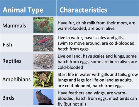 The Baby Wildlife Game