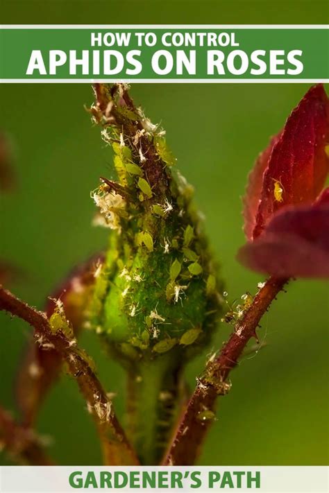 How To Control Aphids On Roses Gardeners Path