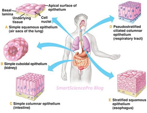 Check spelling or type a new query. Human Body Tissues