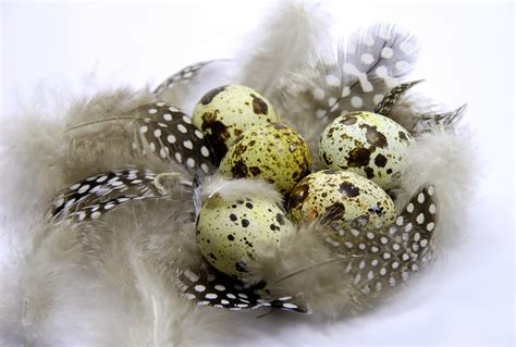 Guinea fowl eggs are the eggs of several bird species known collectively as guinea fowl. Lally Broch Farm: A Maine Family Homestead: Guinea Fowl Update