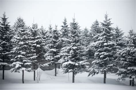 Taiga | Douglas Fir trees have thin needles The needles ...
