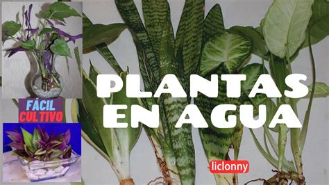 Details Imagen Plantas De Interior En Agua Abzlocal Mx