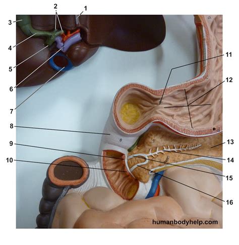 Digestive System Accessory Organs Human Body Help