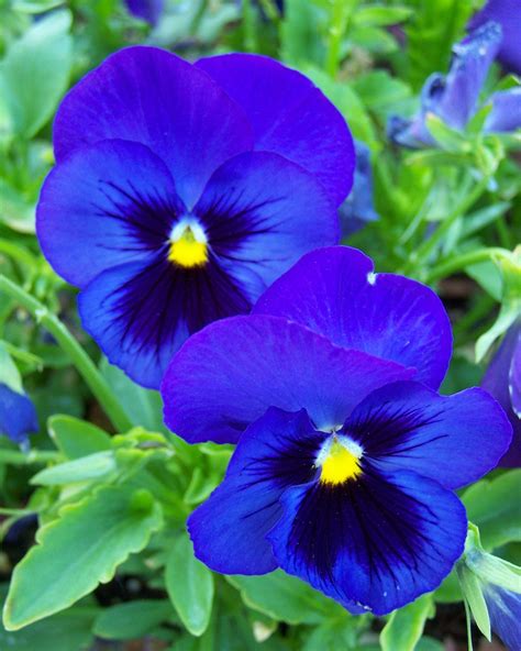 Favorite Colors Pansies Flowers Blue Flowers Pansy Flower