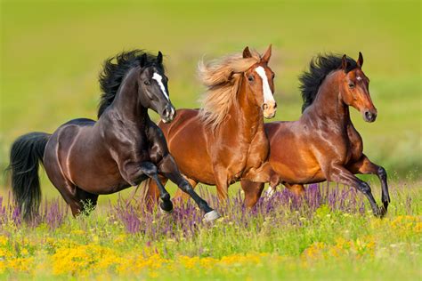 Quantos Anos Vive Cavalo