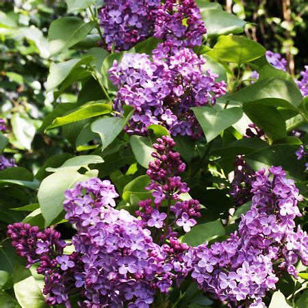 Charles Joly Lilac For Sale Online The Tree Center