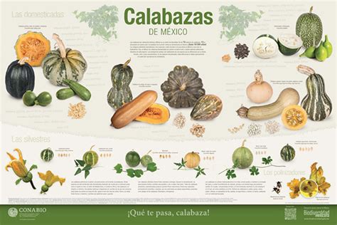 Calabazas Tamalayotas Pipianas Chilacayotes Biodiversidad Mexicana