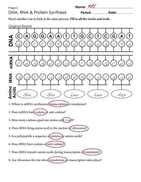 Transcription and translation worksheets are also useful for smaller groups. Transcription and Translation Practice Worksheet Pin by ...