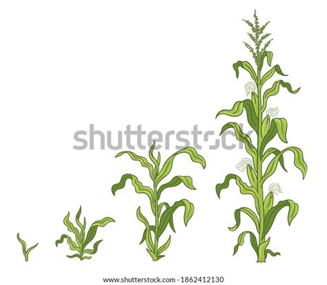 Growth Stages Maize Plant Corn Development Stock Vector Royalty Free