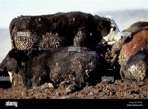 Cattle In A Feedlot Concentrated Animal Feeding Operation Cafo Stock