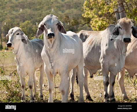 Brahman Cattle Australia Australian Beef Cattle Brahman Heifers Stock