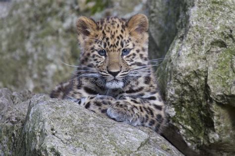 Amur Leopard Cub Stock Image Image Of Carnivore Leopard