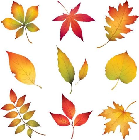 Hojas Otoñales Ilustración De Arte Vectorial Fall Leaves Drawing