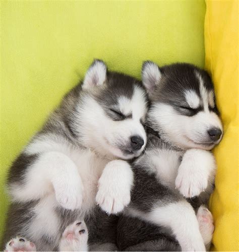 Cutest Husky Puppies In The World