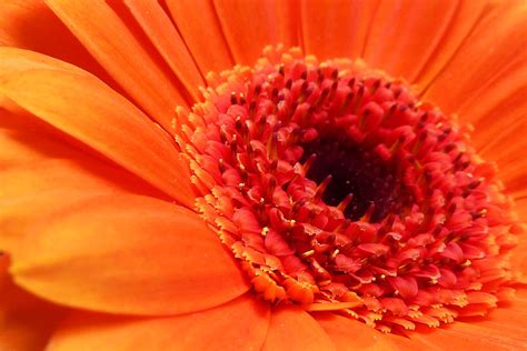 Orange Gerbera Close Up Photograph By Ken Brannen Fine Art America