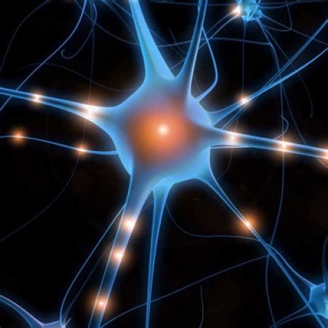 Neurotransmitter, any of a group of chemical substances released by neurons to stimulate other neurons or muscle or gland cells. Neurotransmitter Test Kit