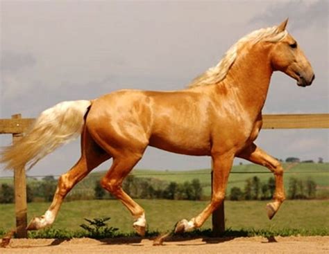 The Lusitano Collection Horses Lusitano Horse Palomino Horse