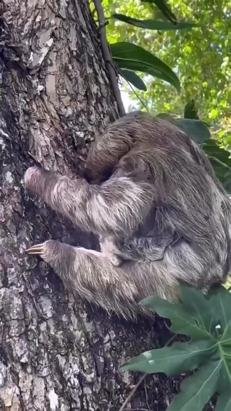 Baby Sloth Being Reunited With Mother Most Amazing Sound From Mama Who