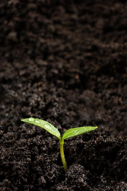 Premium Photo Growing Peppers From Seeds Step The Sprout Has Grown