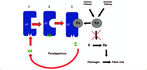 Research has delineated its pharmacokinetic properties, and many of its neurochemical mechanisms have been identified enhancing monoamine. Mechanism of action of fondaparinux. Fondaparinux [1 ...