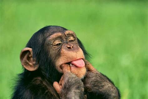 Chimp Sticking His Tongue Out Life Quotes Love Cute Quotes Happy