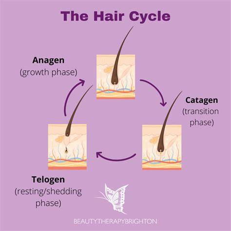 Your Hair Cycle Explained