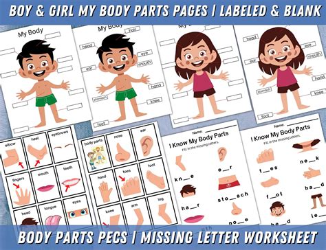 Body Parts Printable Body Parts Pecs Communication Cards Etsy